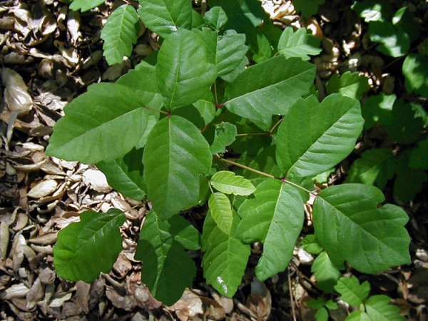poison ivy and poison oak pictures. poison oak rash vs poison ivy.